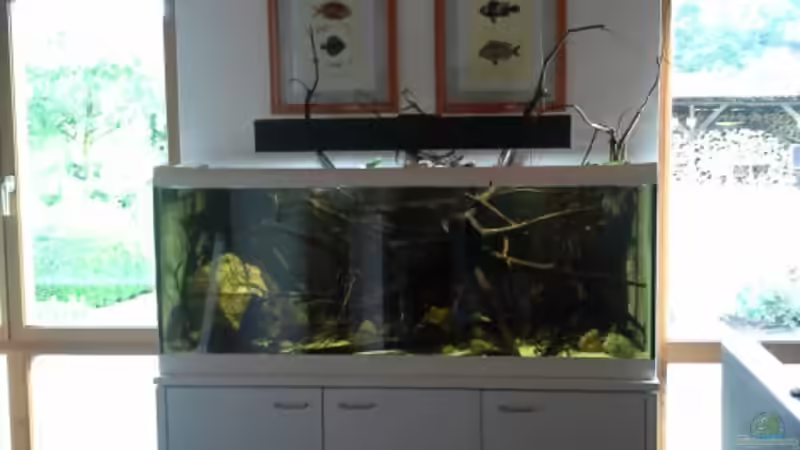 Aquarium 450 l Wurzelbiotop von Markaroni (5)