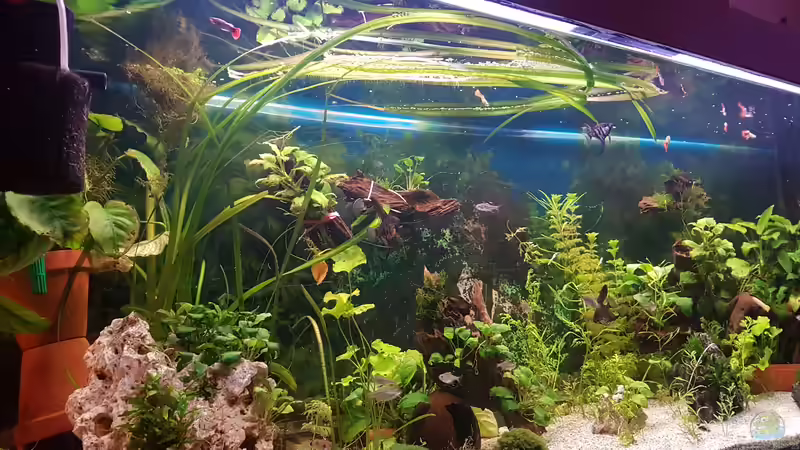 Aquarium 450 Liter von Aquarius1988 (14)