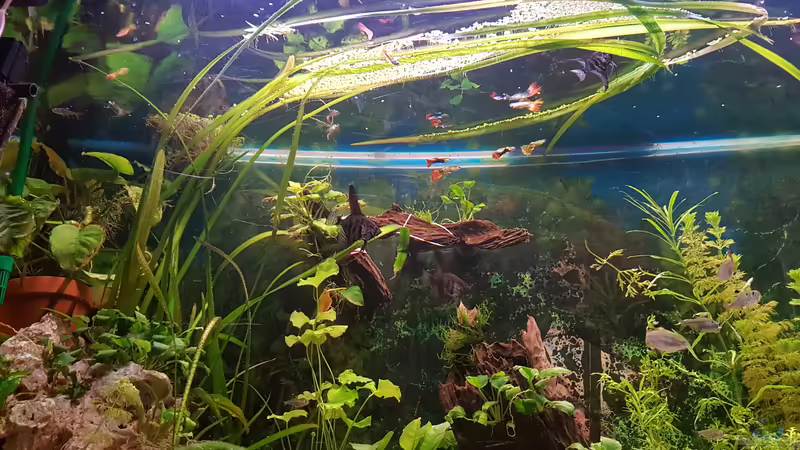 Aquarium 450 Liter von Aquarius1988 (15)