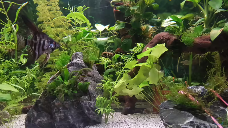 Aquarium 450 Liter von Aquarius1988 (17)