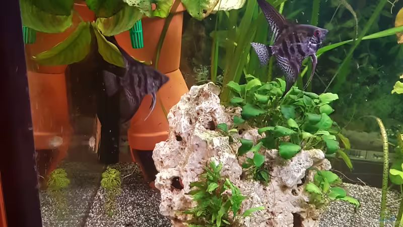 Aquarium 450 Liter von Aquarius1988 (18)