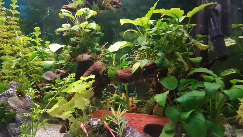 Aquarium 450 Liter von Aquarius1988 (19)