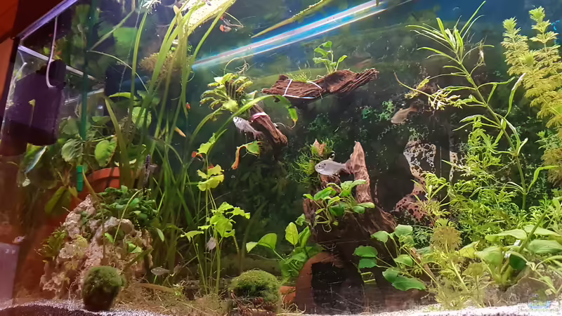 Aquarium 450 Liter von Aquarius1988 (20)