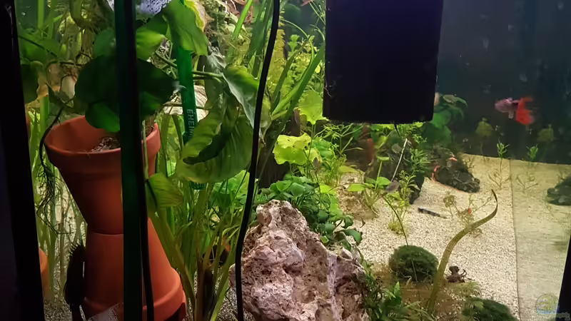 Aquarium 450 Liter von Aquarius1988 (21)