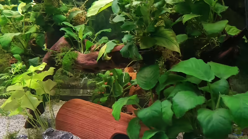 Aquarium 450 Liter von Aquarius1988 (3)