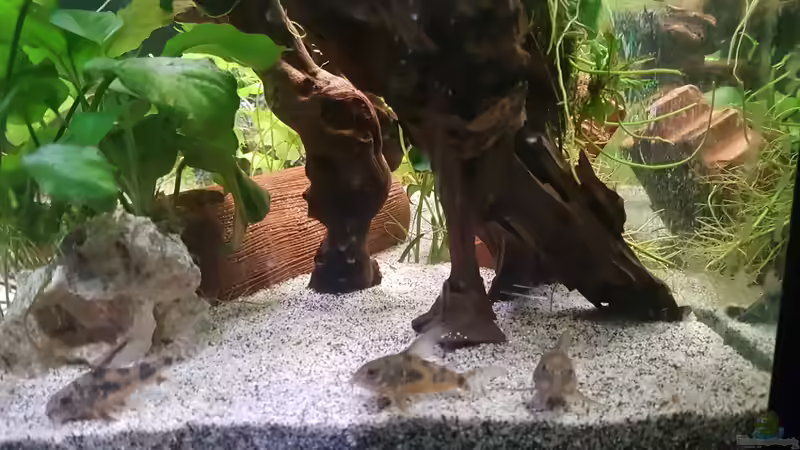 Aquarium 450 Liter von Aquarius1988 (4)