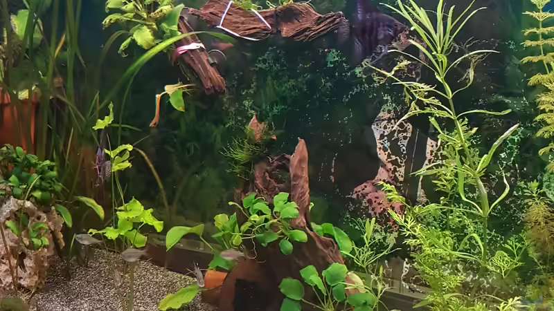 Aquarium 450 Liter von Aquarius1988 (5)