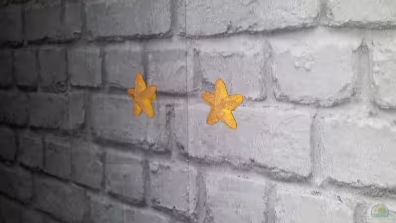 Aquarium 450l Meerwasser von Maik (11)