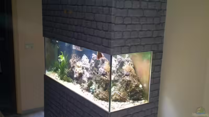 Aquarium 450l Meerwasser von Maik (12)