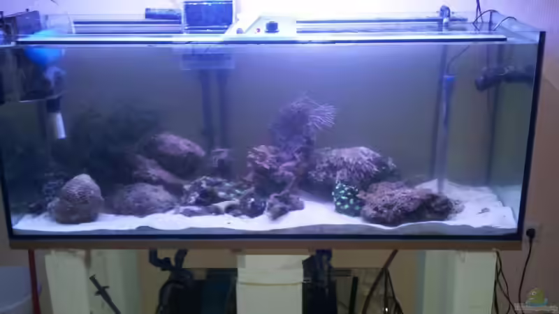 Aquarium 450l Meerwasser von Maik (3)