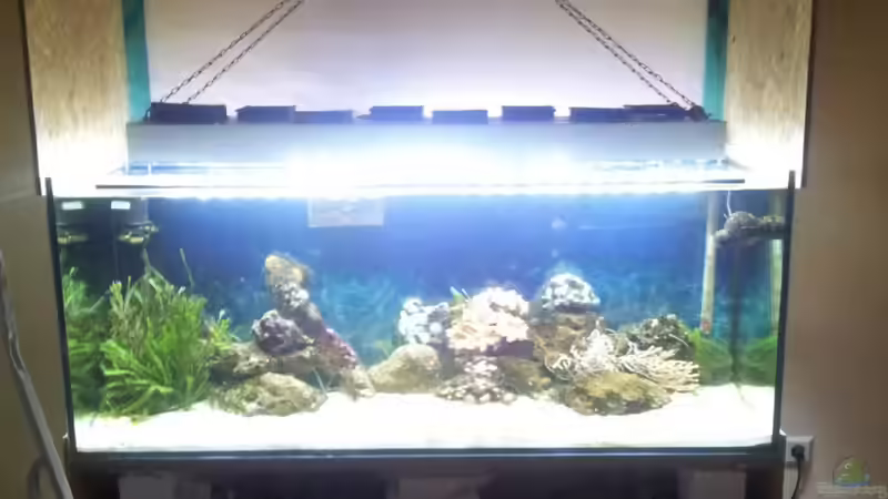 Aquarium 450l Meerwasser von Maik (4)
