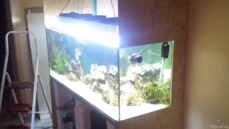 Aquarium 450l Meerwasser von Maik (6)
