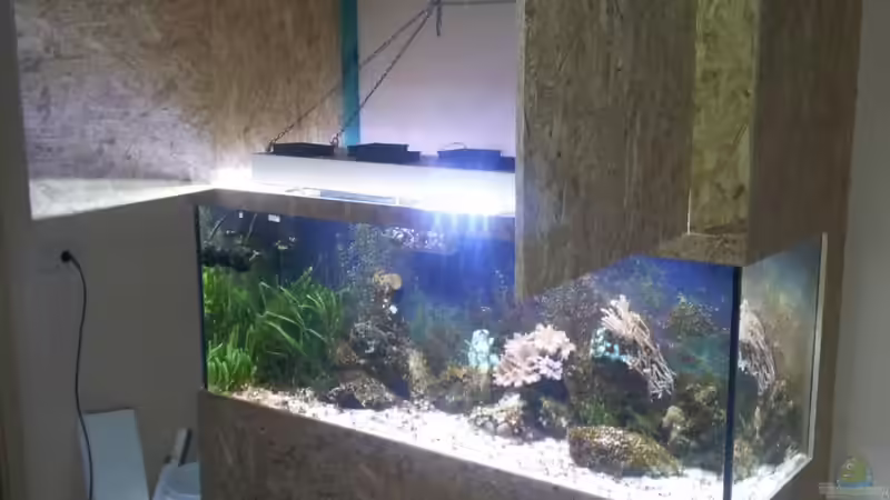 Aquarium 450l Meerwasser von Maik (7)