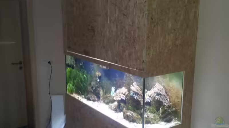 Aquarium 450l Meerwasser von Maik (8)