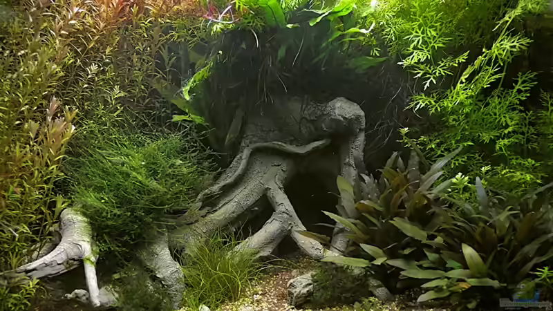 Aquarium 46 Tage nach der Einrichtung von Matthias Funke (1)