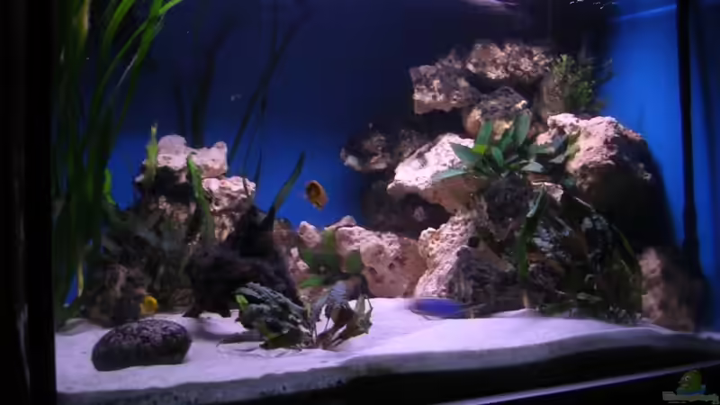 Aquarium 480l Malawiaquarium von Felix Pahs (4)