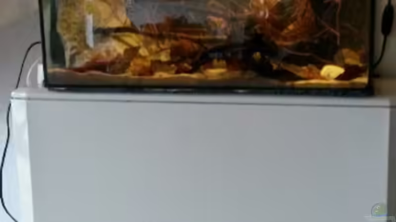 Aquarium 54 l Wurzelbiotop von Markaroni (5)