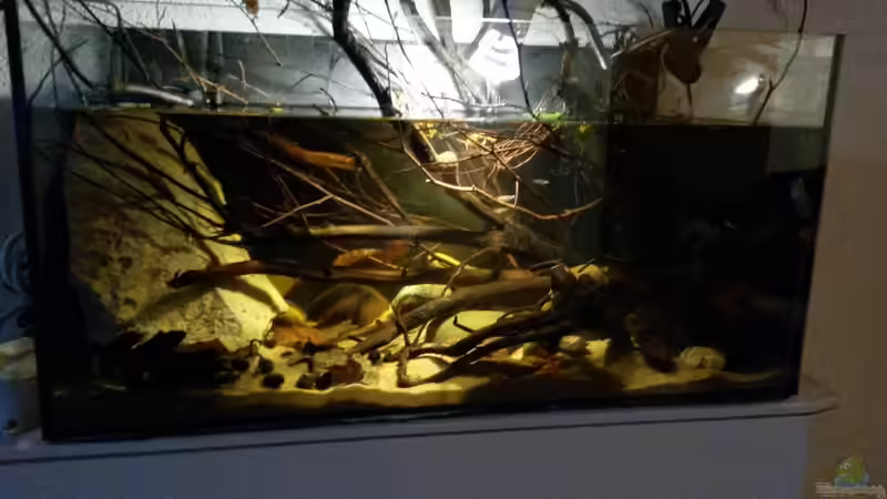 Aquarium 54 l Wurzelbiotop von Markaroni (6)