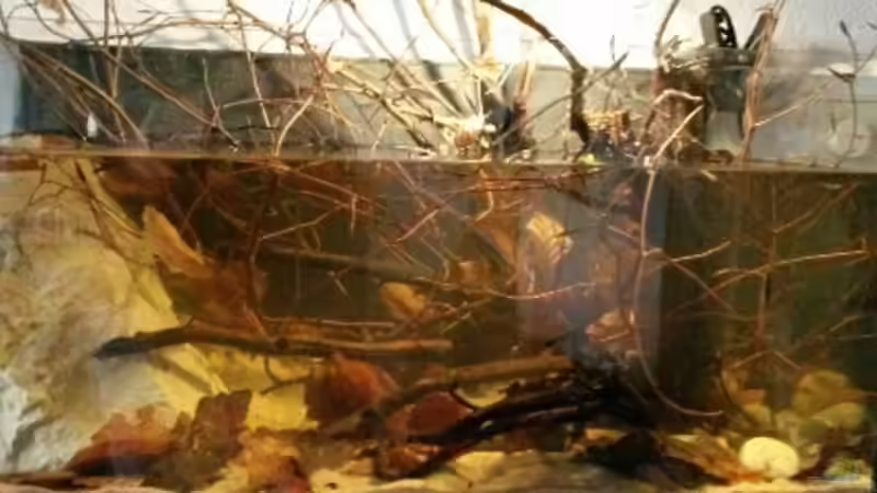 Aquarium 54 l Wurzelbiotop von Markaroni (7)