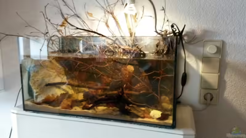 Aquarium 54 l Wurzelbiotop von Markaroni (8)