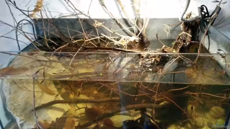 Aquarium 54 l Wurzelbiotop von Markaroni (9)