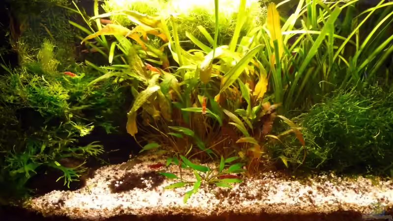 Aquarium 54 Liter von A. G. (5)