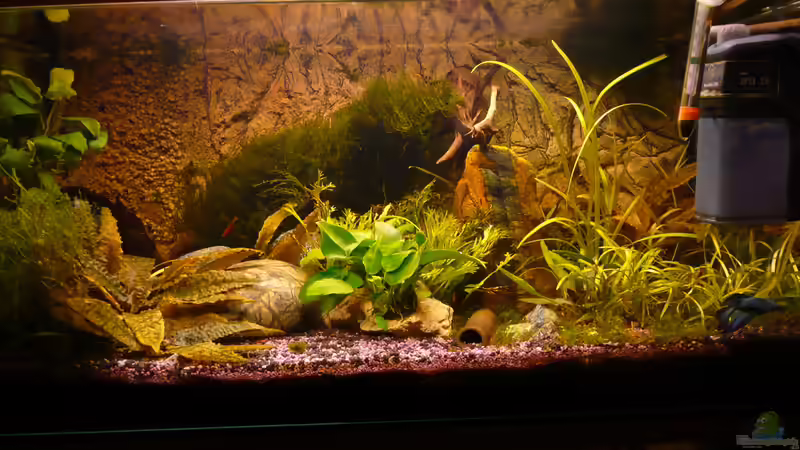 Aquarium 54 Liter von Aqualady (2)