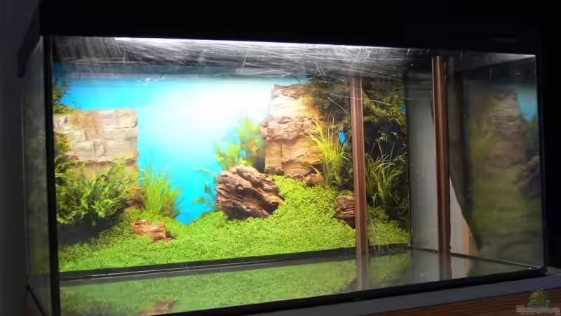 Aquarium 54 Liter von Lexterpower (2)