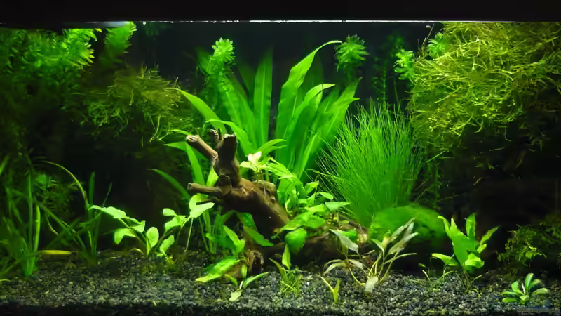 Aquarium 54 Liter von Wels (3)