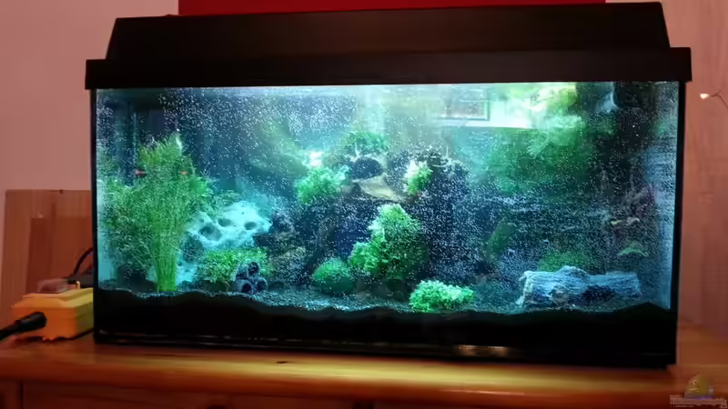 Aquarium 54 Liter Wirbellose von Michael Boeck (2)