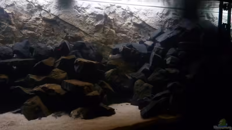 Aquarium 540l Mbuna von Patrice (3)