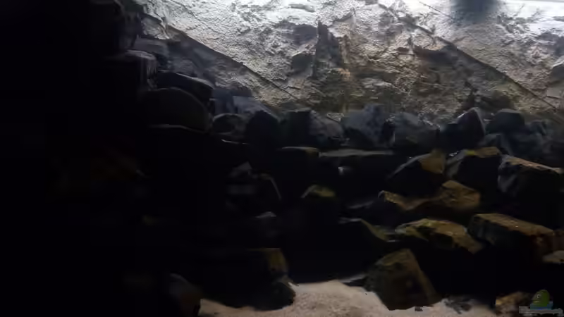 Aquarium 540l Mbuna von Patrice (4)