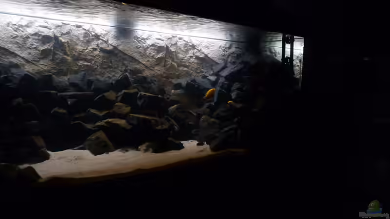 Aquarium 540l Mbuna von Patrice (6)