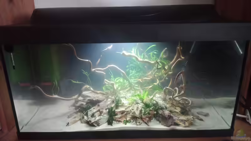 Aquarium 54er Scape / Wood-Stone von Torsten Bullmahn (2)