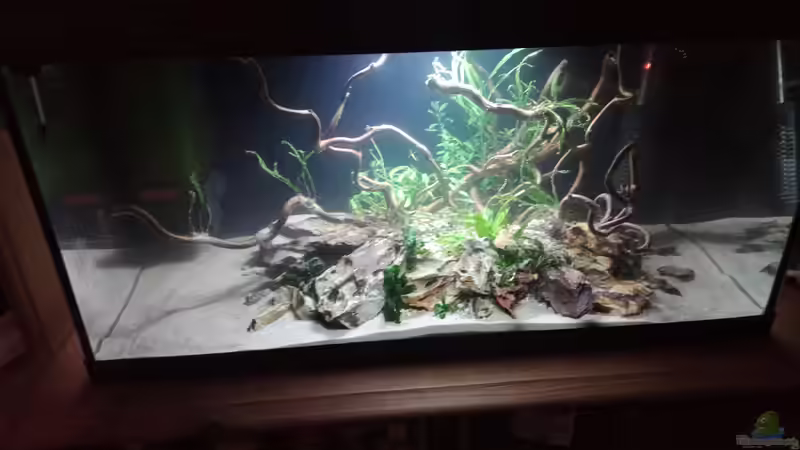 Aquarium 54er Scape / Wood-Stone von Torsten Bullmahn (3)