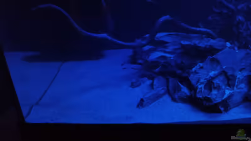 Aquarium 54er Scape / Wood-Stone von Torsten Bullmahn (5)