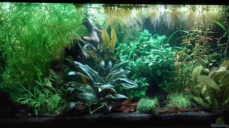 Aquarium 54l für Knurrer (aufgelöst) von DaniJeep (4)