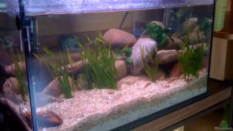 Aquarium 54l Tanganijka von Marvin Götting (2)