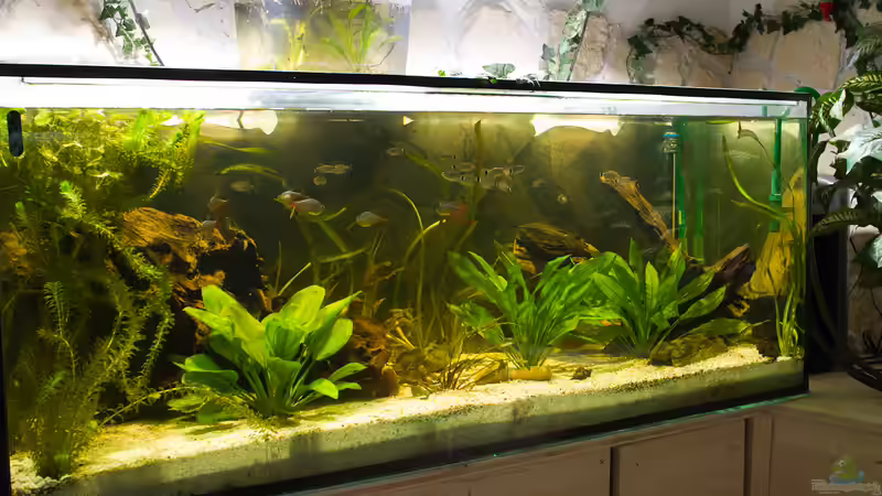 Aquarium 575er von Christian Fries (2)