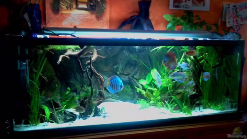 Aquarium 576Liter Amazonas! von Tommarlon (2)