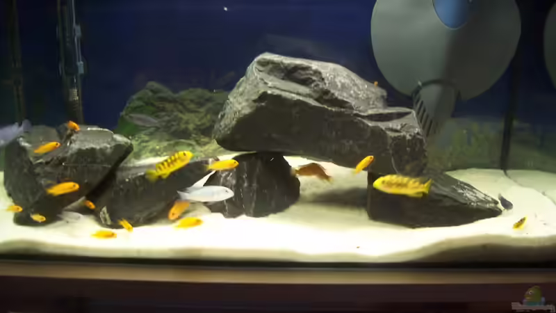 Aquarium 60 L Aufzucht-Malawi nur noch als Beispiel von Michael Boeck (2)