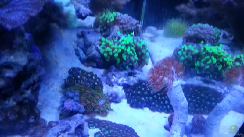 Aquarium 60 Liter Nanocube von Cuny (2)