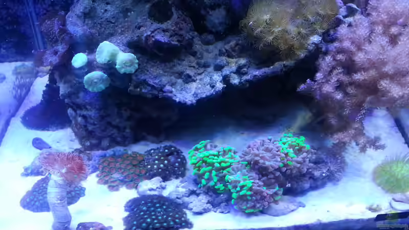 Aquarium 60 Liter Nanocube von Cuny (5)