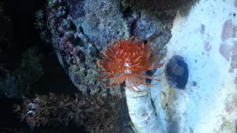 Aquarium 60 Liter Nanocube von Cuny (6)