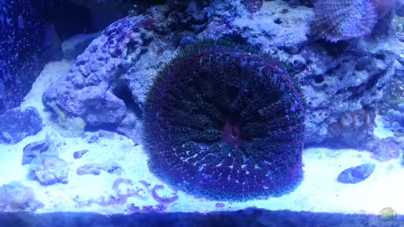 Aquarium 60 Liter Nanocube von Cuny (7)