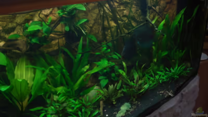 Aquarium 600L Diskusbecken von matze70 (9)