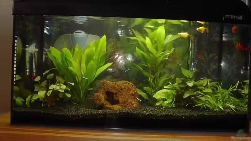 Aquarium 60er Becken von Streaknet (2)