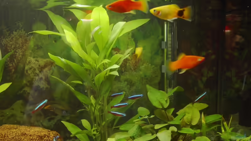 Aquarium 60er Becken von Streaknet (3)