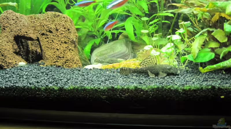 Aquarium 60er Becken von Streaknet (6)