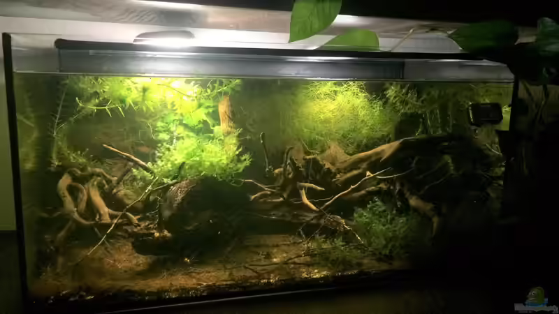 Aquarium 60ger Überraschungsei von NaMo (2)